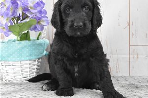 Mallory - Labradoodle for sale