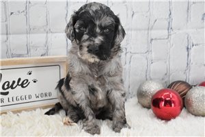 Marley - puppy for sale