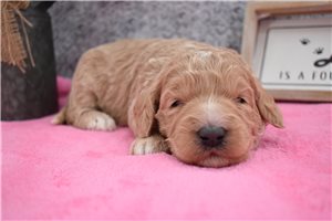 Leila - puppy for sale