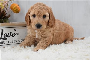 Jonathan - Labradoodle for sale
