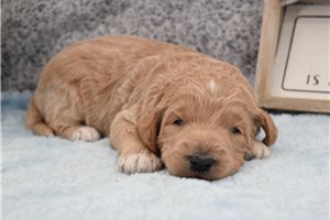 Lenny - puppy for sale