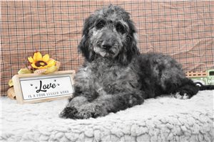 Matches - Labradoodle for sale