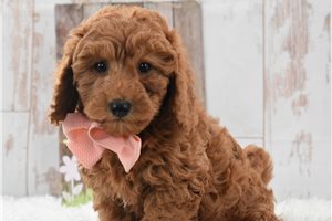 Nichole - Labradoodle for sale