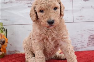 Aiden - Labradoodle for sale
