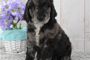 Moonshine - Labradoodle for sale