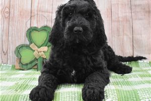 Ophelia - puppy for sale