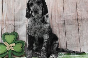 Octavia - Labradoodle for sale