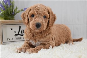 Jenson - Labradoodle for sale