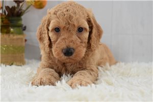 Jack - Labradoodle for sale