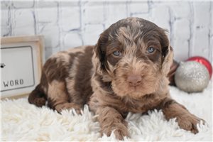 Murdock - puppy for sale