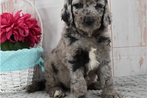Magnolia - Labradoodle for sale