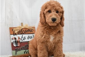 Jessica, a Labradoodle puppy