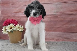 Minnie - Labradoodle for sale
