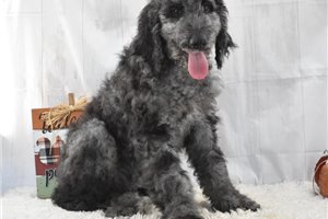 Matches, a Labradoodle puppy