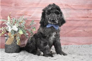 Matches - Labradoodle for sale