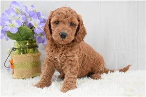 Jessica - Labradoodle for sale
