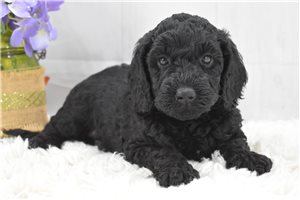 June - Labradoodle for sale