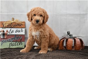 Jenson - Labradoodle for sale