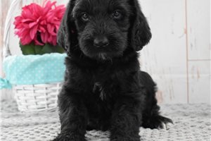 Monica - Labradoodle for sale