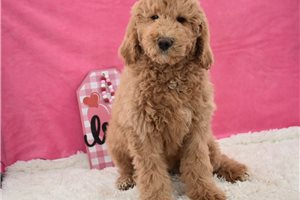 Aria - Labradoodle for sale