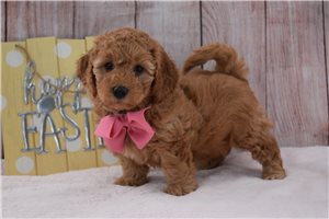 Nightshade - puppy for sale