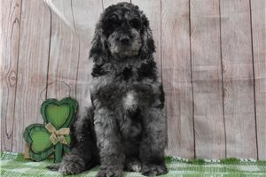 Oakleigh - puppy for sale