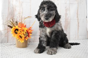 Moonshine - Labradoodle for sale