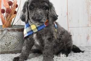 Matches - Labradoodle for sale