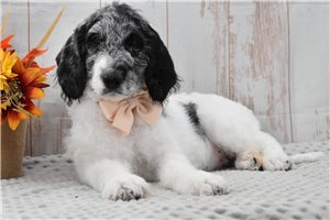 Minnie - Labradoodle for sale