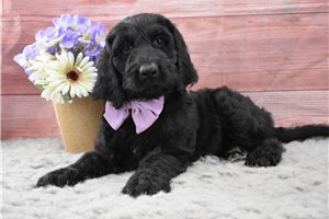 Mallory - Labradoodle for sale