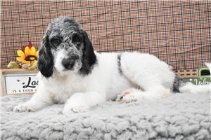 Minnie - Labradoodle for sale