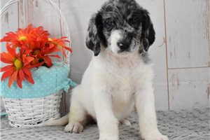 Minnie - Labradoodle for sale