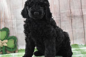 Oliver - puppy for sale