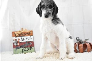Minnie, a Labradoodle puppy