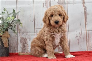 Lenny - puppy for sale