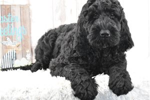 Ophelia - Labradoodle for sale