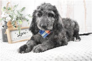 Matches - Labradoodle for sale