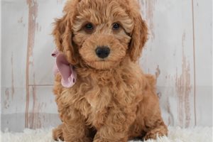 Nightshade - Labradoodle for sale