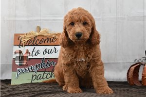 Jessica - Labradoodle for sale