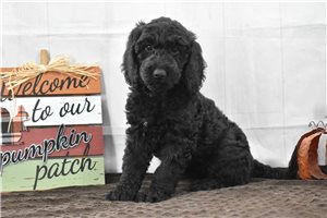 June - Labradoodle for sale