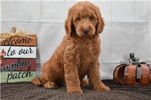 Jayden - Labradoodle for sale