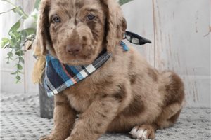 Mickey - Labradoodle for sale