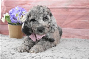 Magnolia - Labradoodle for sale