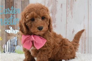 Nettie - Labradoodle for sale