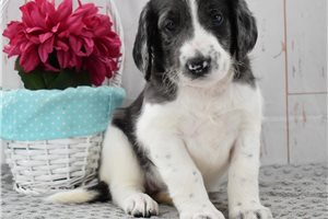Moxy - Labradoodle for sale