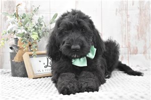Monica - Labradoodle for sale