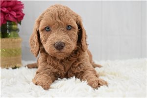 Jillian - Labradoodle for sale