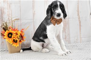 Moxy - Labradoodle for sale