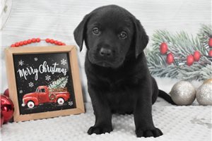 Lucas - Labrador Retriever for sale