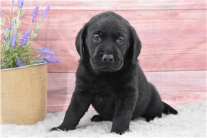 Heathrow - Labrador Retriever for sale